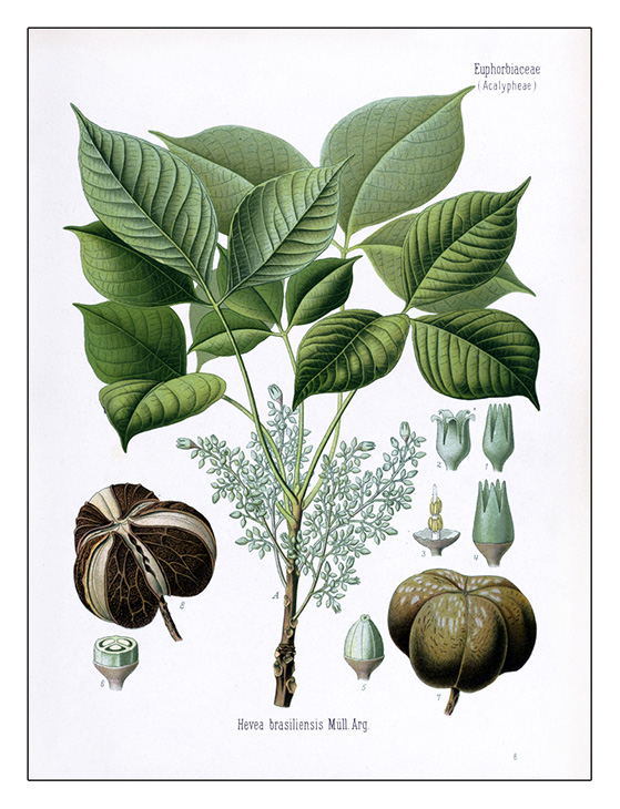 Lithograph of the Hevea brasiliensis plant by D. Blair. Collection of the Library, Art & Archives – Royal Botanic Gardens, Kew
© copyright The Trustees of the Royal Botanic Gardens, Kew.
